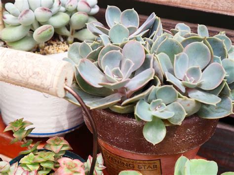 多肉植物風水|多肉植物の風水効果とは？運気が上がる置き場所や方角を徹底紹。